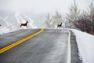 Two deer crossing the road on a snowy day with mountains in the background