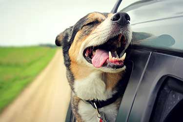 Car Insurance Companies Calgary