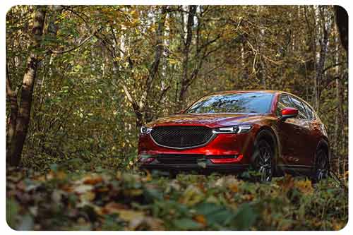 read car driving on road in forest