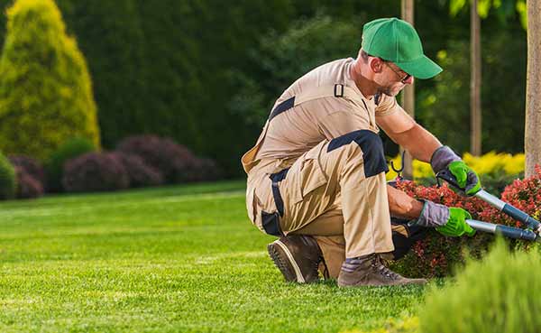 Gardener pruning bushes with hand shears in a well-maintained lawn