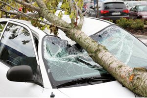 car with tree fallen on white car