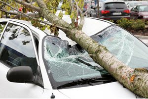 White car with tree fallen on it