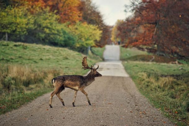 deer crossing dirt road in autumn