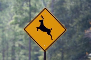 Yellow sign warning for deer crossing on-road