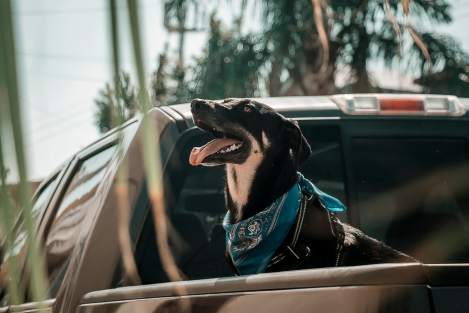 dog in back of a pickup truck