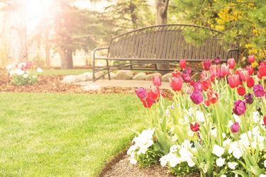 tulips flowering in garden