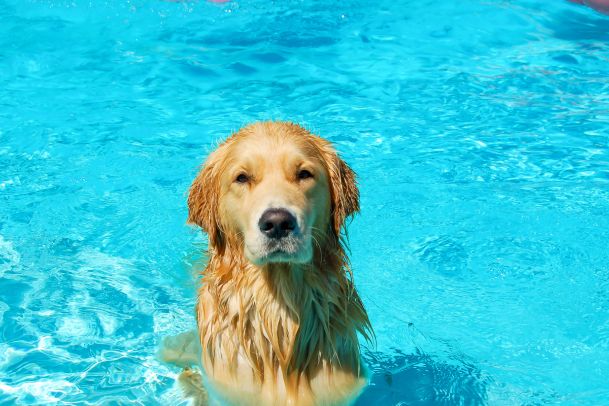 golden retriver swimming in pool