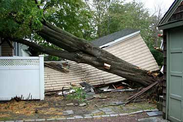 damage from fallen tree