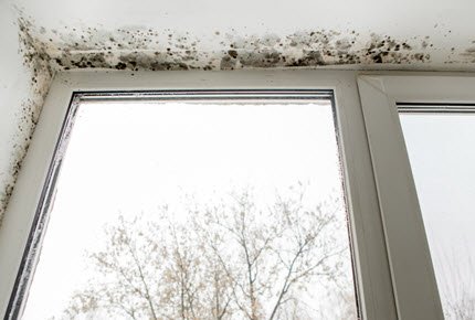 Mold Damage In House Mold Damage In House