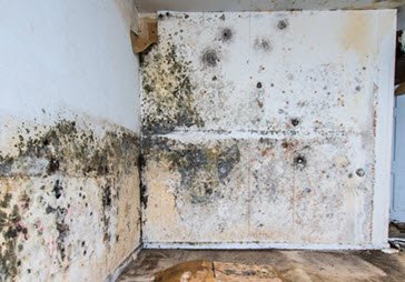 Mold In The Basement Mold In The Basement