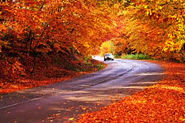 car driving on country road in fall with leaves on the road