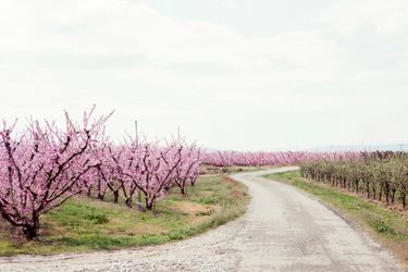 Pink flowers on tree alongside road