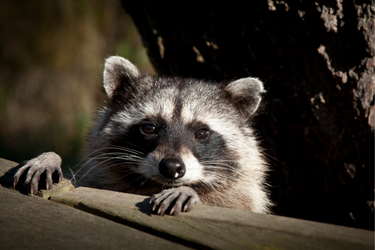 Raccoon outside near tree