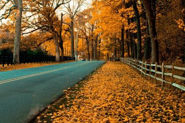Road covered with fall leaves