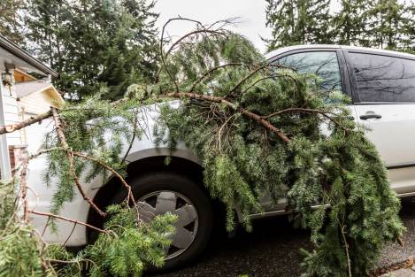 car with a tree fallen on it