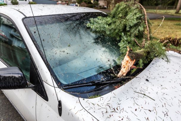 car with damage from fallen tree branch